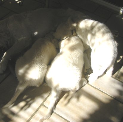 freresetsoeurs.JPG (26224 octets)